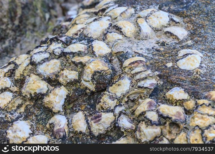 Oyster shells on stone by the sea