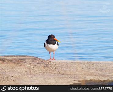 Oystercatcher. Oystercatcher, from the family Haematopodidae, resting on a rock, clear blue sea in the background