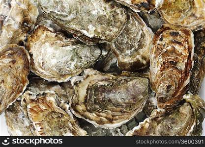 Oysters background
