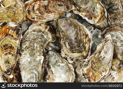 Oysters background