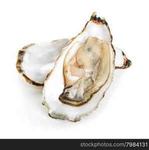 Oysters isolated on a white background