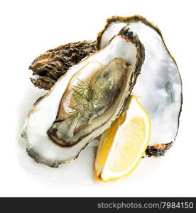 Oysters isolated on a white background