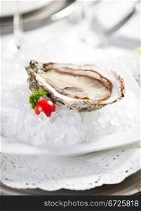 Oysters on ice, close-up photo, small dof