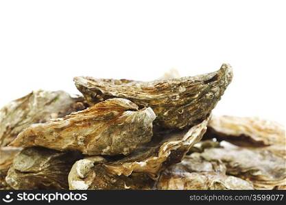 Oysters on white
