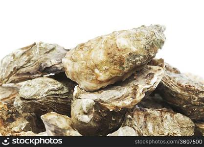 Oysters on white