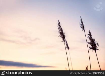 P&as grass in the sky with sunset, Abstract natural background of soft plants Cortaderia selloana moving in the wind. Bright and clear scene of plants similar to feather dusters. beauty copy space. P&as grass in the sky with sunset, Abstract natural background of soft plants Cortaderia selloana moving in the wind. Bright and clear scene of plants similar to feather dusters. beauty