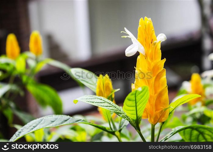 Pachystachys lutea yellow shrub in botanical garden or known as lollipop plant with green leaves and blur background.