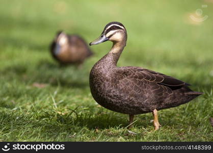 Pacific black duck in lush green grass