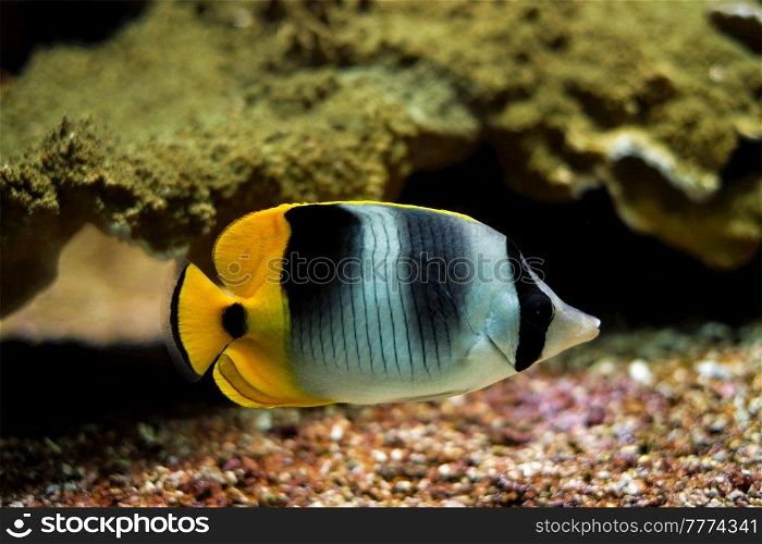 Pacific double-saddle butterflyfish Chaetodon ulietensis fish underwater in sea with corals in background. Pacific double-saddle butterflyfish Chaetodon ulietensis fish underwater in sea