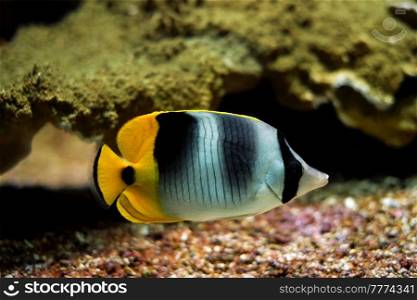 Pacific double-saddle butterflyfish Chaetodon ulietensis fish underwater in sea with corals in background. Pacific double-saddle butterflyfish Chaetodon ulietensis fish underwater in sea