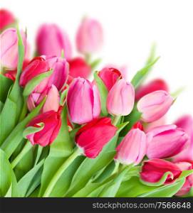 pack of fresh spring pink tulips isolated on white background. pack of fresh pink tulips