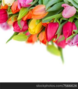pack of fresh spring tulips isolated on white background. pack of fresh tulips