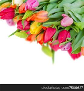 pack of fresh spring tulips isolated on white background. pack of fresh tulips
