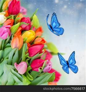 pack of fresh tulips with blue butterflies