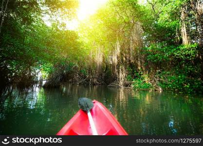 Paddling canoe through fantasy landscape of mangrove forest. Amazing beauty of wild nature and travel activity in Sri Lanka