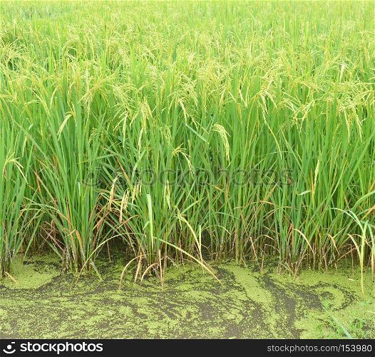 paddy agriculture