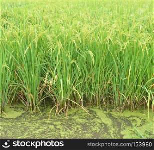 paddy agriculture