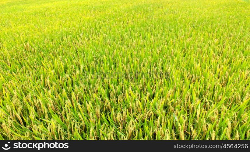 paddy field