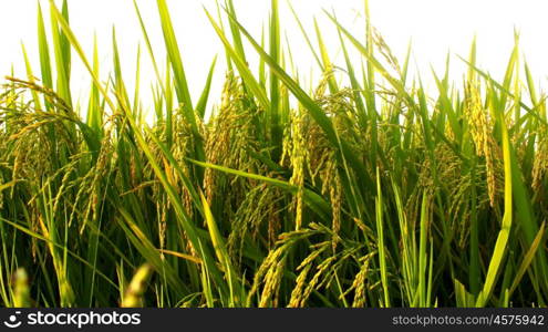 paddy field