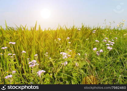 paddy field