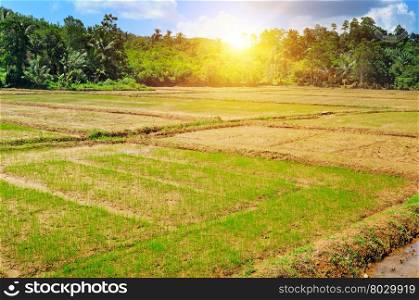 paddy field and sunrise