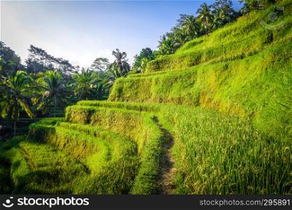 Paddy field rice terraces in ceking, Ubud, Bali, Indonesia. Paddy field rice terraces, ceking, Ubud, Bali, Indonesia