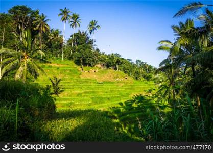 Paddy field rice terraces in ceking, Ubud, Bali, Indonesia. Paddy field rice terraces, ceking, Ubud, Bali, Indonesia