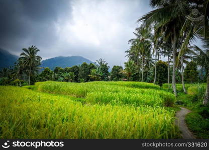 Paddy field rice terraces in Munduk, Bali, Indonesia. Paddy field rice terraces, Munduk, Bali, Indonesia