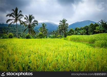 Paddy field rice terraces in Munduk, Bali, Indonesia. Paddy field rice terraces, Munduk, Bali, Indonesia