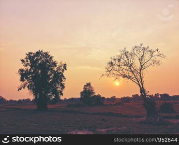 paddy field sunset, rice field in Thailand at sunset