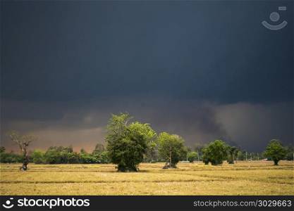 paddy field with Clouds, rain and storm