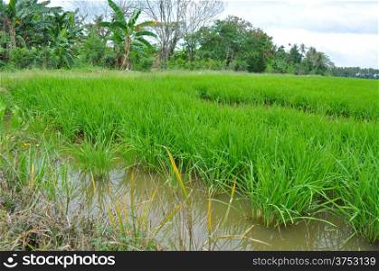 Paddy fields on a sunny day at the village in Penang, Malaysia