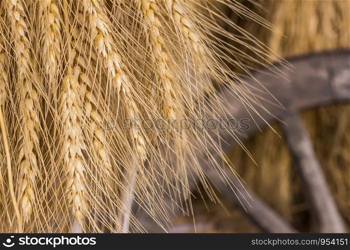 Paddy hanging of farmer in the countryside in Thailand.
