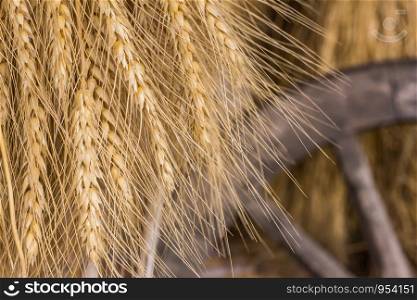 Paddy hanging of farmer in the countryside in Thailand.