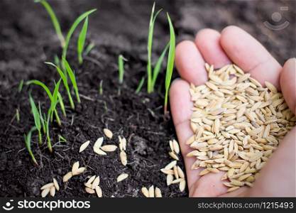Paddy in the hands of men And the rice seedlings growing out of soil.