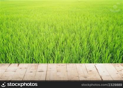 paddy rice and wood table in rice field with copy space