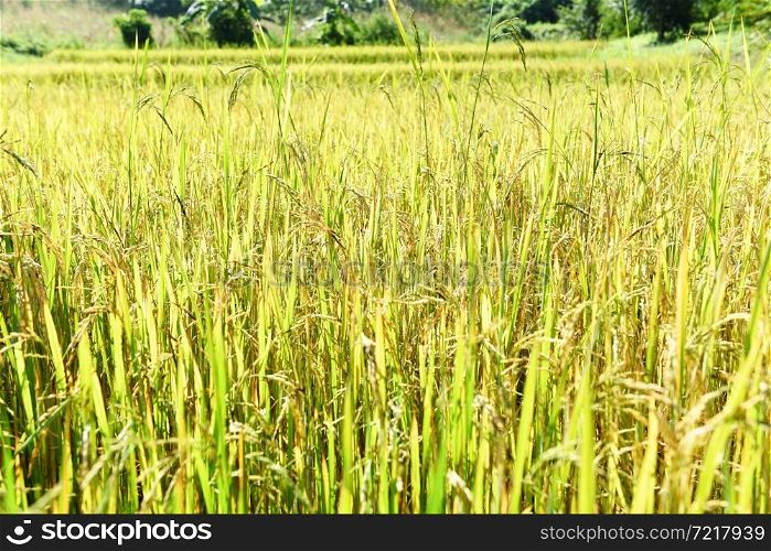 Paddy rice field, Close up rice pant tree at farm agriculture
