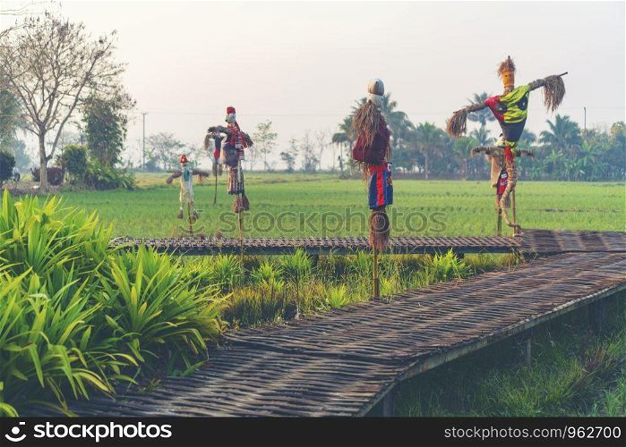 Paddy rice field in Thailand