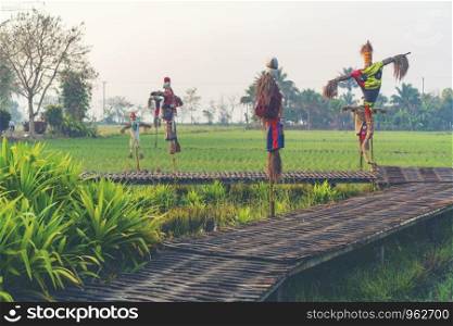 Paddy rice field in Thailand