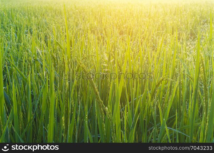 paddy rice field in the morning, Thailand