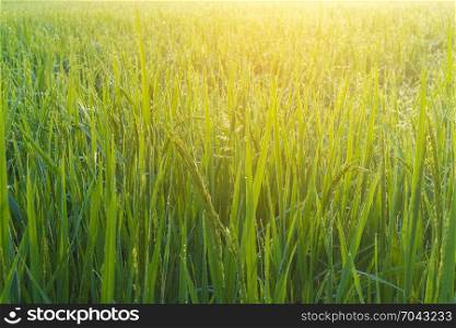 paddy rice field in the morning, Thailand