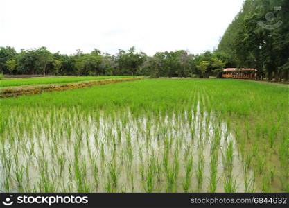 Paddy rice field. Paddy rice field in countryside area of Thailand