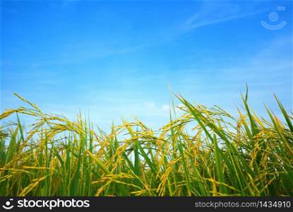 paddy rice field with cloud background