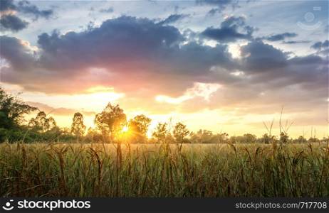 paddy rice fields in the countryside of Thailand at sunset time. paddy rice fields