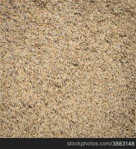 Paddy rice grain (unmilled rice) background