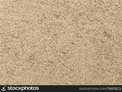 Paddy rice grain (unmilled rice) background