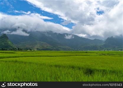 Paddy rice terraces, green agricultural fields in countryside or rural area of Mu Cang Chai, Yen Bai, mountain hills valley at sunset in Asia, Vietnam. Nature landscape background.