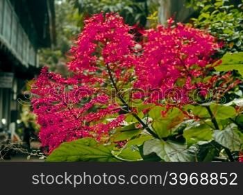Pagoda Flower, Clerodendrum paniculatum, Family: Verbenaceae (Verbena family)