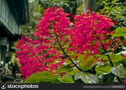 Pagoda Flower, Clerodendrum paniculatum, Family: Verbenaceae (Verbena family)