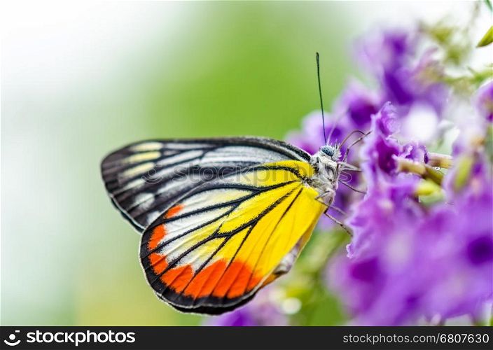 Painted Jezebel (Delias hyparete) Colorful butterfly white yellow and orange black stripes, It is looking for nectar on purple flowers of Golden Dew Drop